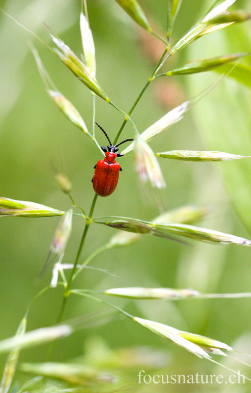 Insecte 6091.jpg - Insecte (Ermitage, Genève, Suisse, juin 2013)